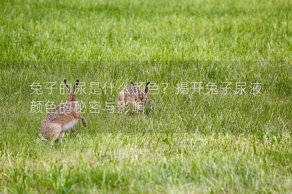 兔子的尿是什么颜色？揭开兔子尿液颜色的秘密与影响