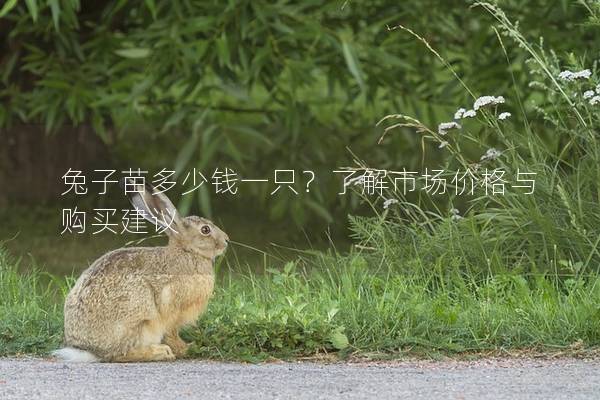 兔子苗多少钱一只？了解市场价格与购买建议