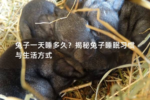 兔子一天睡多久？揭秘兔子睡眠习惯与生活方式