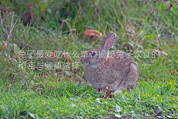 兔子最爱吃什么草？揭秘兔子饮食的秘密与健康选择