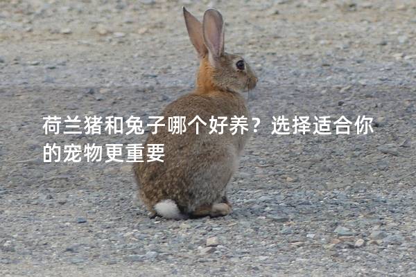 荷兰猪和兔子哪个好养？选择适合你的宠物更重要