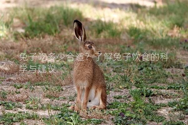 兔子吃多少合适？了解兔子饮食的科学与建议