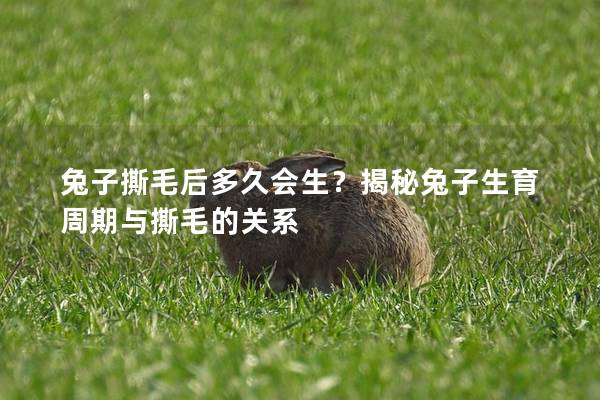 兔子撕毛后多久会生？揭秘兔子生育周期与撕毛的关系