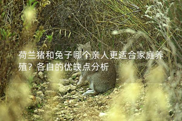 荷兰猪和兔子哪个亲人更适合家庭养殖？各自的优缺点分析