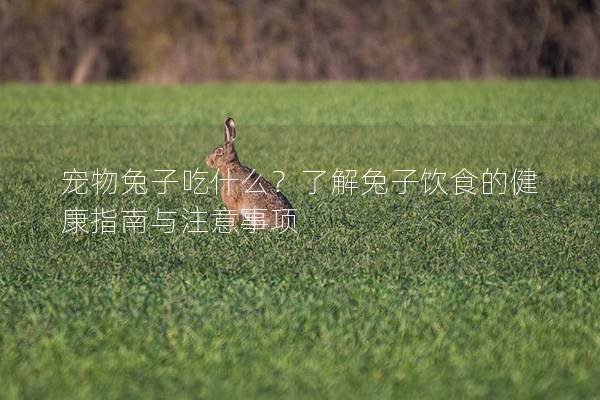 宠物兔子吃什么？了解兔子饮食的健康指南与注意事项