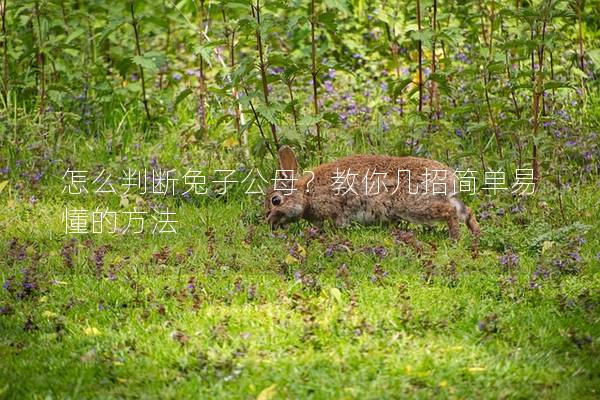 怎么判断兔子公母？教你几招简单易懂的方法