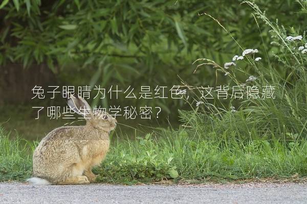 兔子眼睛为什么是红色，这背后隐藏了哪些生物学秘密？