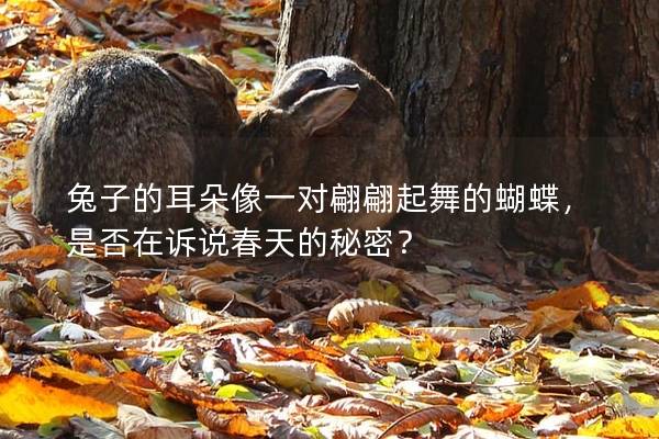 兔子的耳朵像一对翩翩起舞的蝴蝶，是否在诉说春天的秘密？