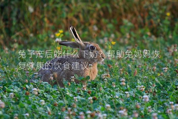 兔子产后吃什么下奶？帮助兔妈妈恢复健康的饮食建议