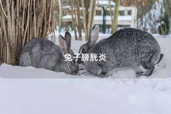 兔子膀胱炎