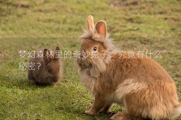 梦幻森林里的奇妙兔子，究竟有什么秘密？