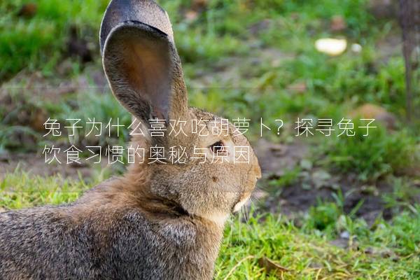 兔子为什么喜欢吃胡萝卜？探寻兔子饮食习惯的奥秘与原因