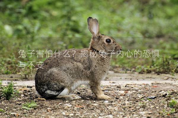 兔子害怕什么？揭秘兔子内心的恐惧与不安