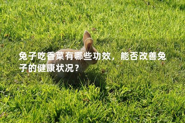 兔子吃香菜有哪些功效，能否改善兔子的健康状况？