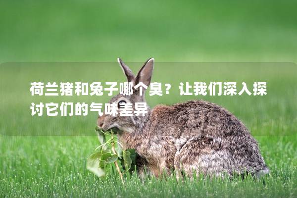 荷兰猪和兔子哪个臭？让我们深入探讨它们的气味差异