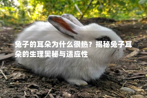 兔子的耳朵为什么很热？揭秘兔子耳朵的生理奥秘与适应性