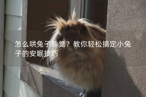 怎么哄兔子睡觉？教你轻松搞定小兔子的安眠技巧