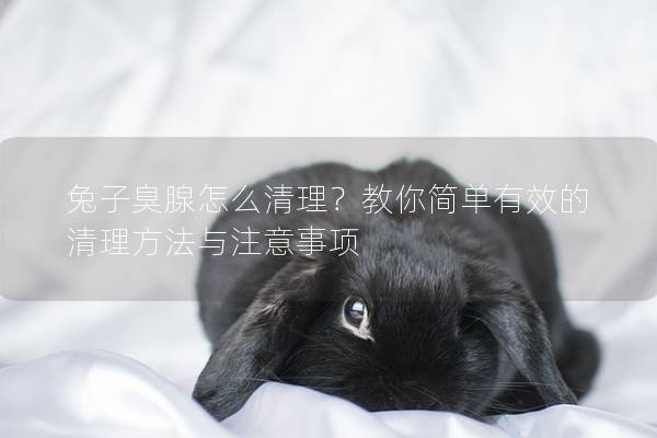 兔子臭腺怎么清理？教你简单有效的清理方法与注意事项