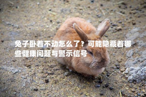 兔子卧着不动怎么了？可能隐藏着哪些健康问题与警示信号