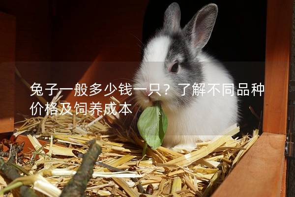 兔子一般多少钱一只？了解不同品种价格及饲养成本