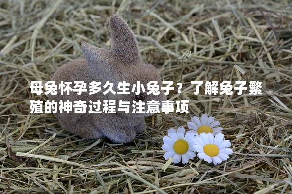 母兔怀孕多久生小兔子？了解兔子繁殖的神奇过程与注意事项