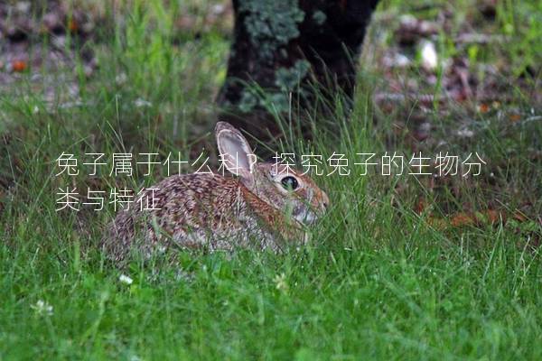 兔子属于什么科？探究兔子的生物分类与特征