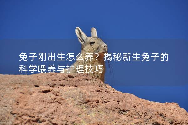 兔子刚出生怎么养？揭秘新生兔子的科学喂养与护理技巧