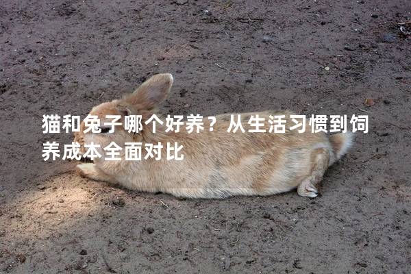 猫和兔子哪个好养？从生活习惯到饲养成本全面对比