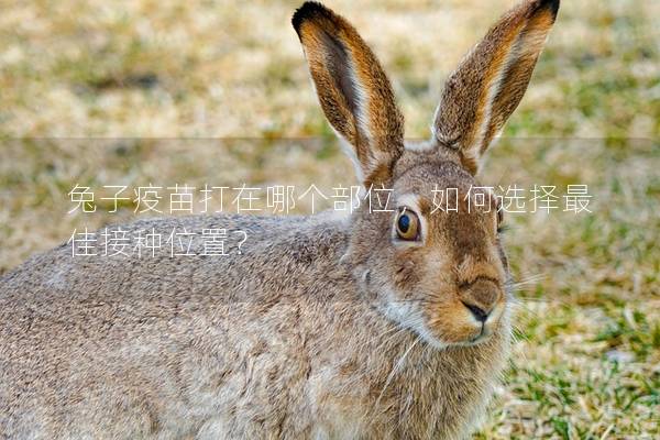 兔子疫苗打在哪个部位，如何选择最佳接种位置？