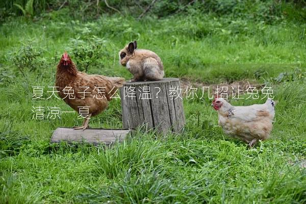 夏天兔子怎么降温？教你几招让兔兔清凉一夏