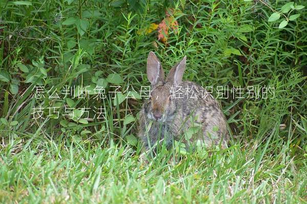 怎么判断兔子公母，轻松识别性别的技巧与方法