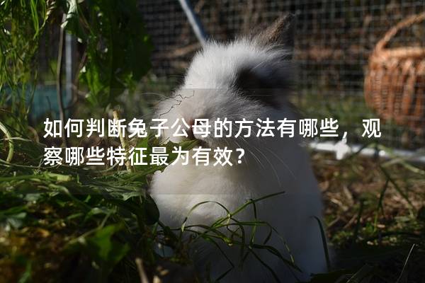 如何判断兔子公母的方法有哪些，观察哪些特征最为有效？