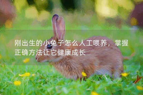 刚出生的小兔子怎么人工喂养，掌握正确方法让它健康成长