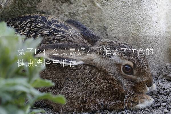 兔子吃什么菜最好？了解兔子饮食的健康选择与推荐