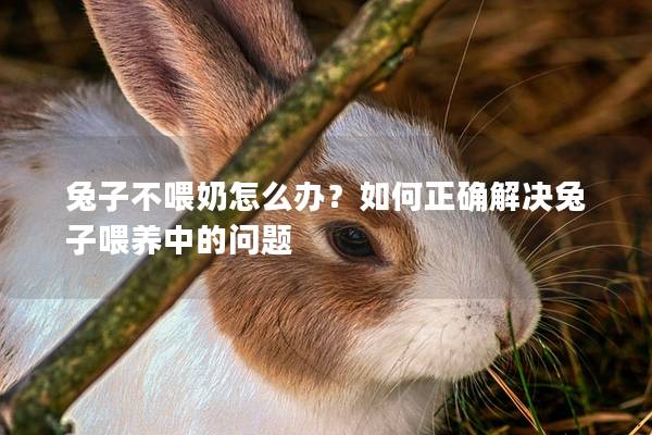 兔子不喂奶怎么办？如何正确解决兔子喂养中的问题