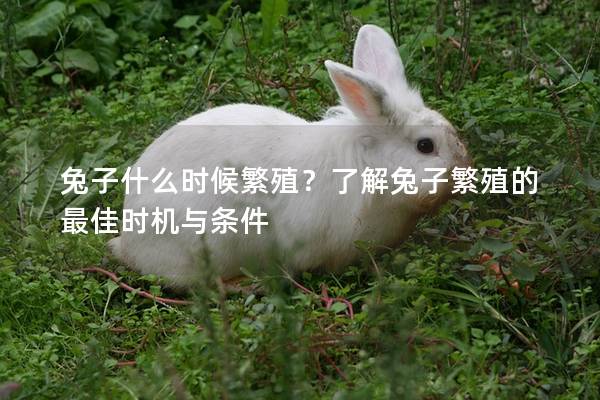 兔子什么时候繁殖？了解兔子繁殖的最佳时机与条件