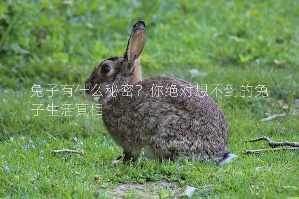 兔子有什么秘密？你绝对想不到的兔子生活真相