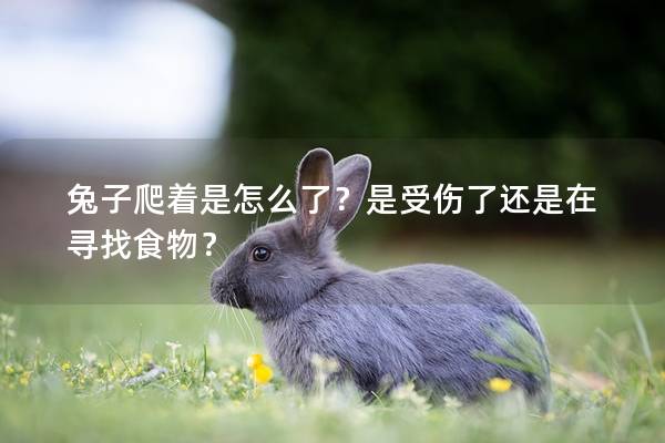 兔子爬着是怎么了？是受伤了还是在寻找食物？