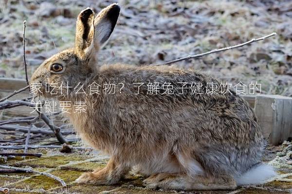 家吃什么食物？了解兔子健康饮食的关键要素