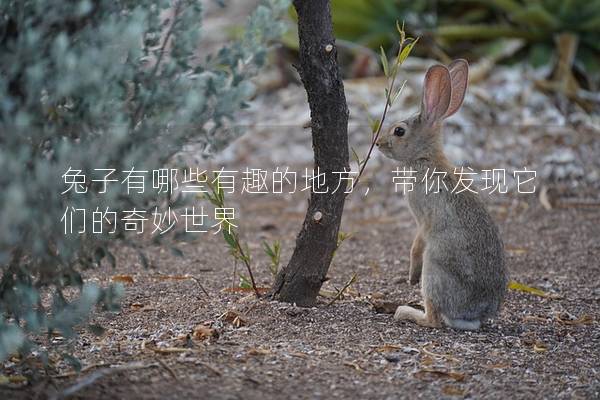 兔子有哪些有趣的地方，带你发现它们的奇妙世界