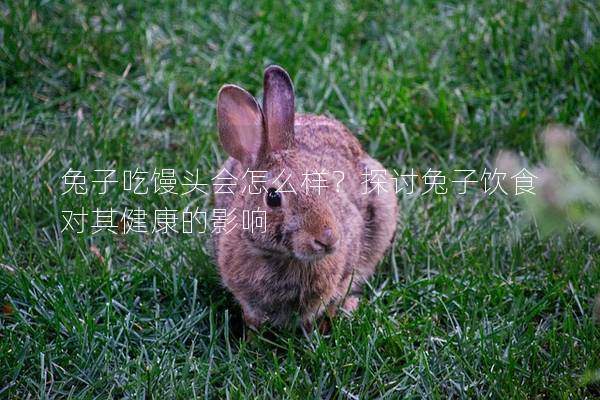 兔子吃馒头会怎么样？探讨兔子饮食对其健康的影响