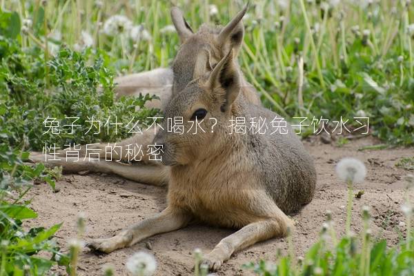 兔子为什么不喝水？揭秘兔子饮水习性背后的秘密