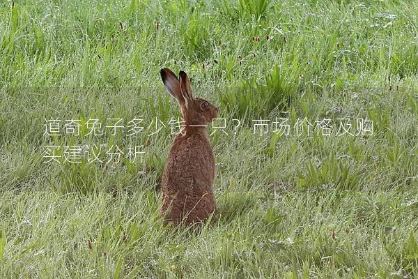 道奇兔子多少钱一只？市场价格及购买建议分析