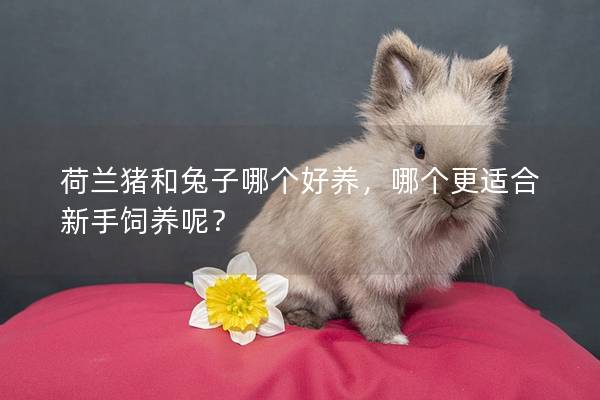 荷兰猪和兔子哪个好养，哪个更适合新手饲养呢？