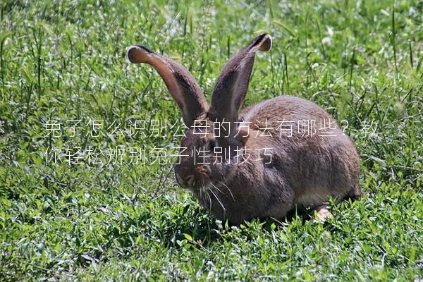 兔子怎么识别公母的方法有哪些？教你轻松辨别兔子性别技巧