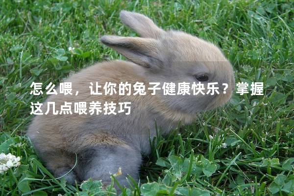 怎么喂，让你的兔子健康快乐？掌握这几点喂养技巧