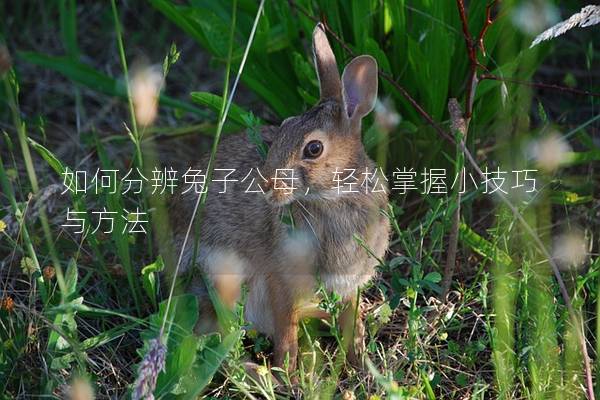 如何分辨兔子公母，轻松掌握小技巧与方法