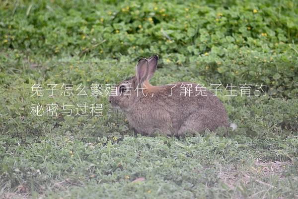 兔子怎么繁殖后代，了解兔子生育的秘密与过程