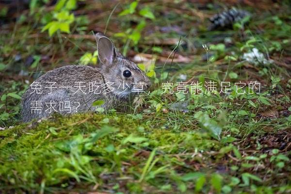 兔子一天吃多少草，究竟能满足它的需求吗？