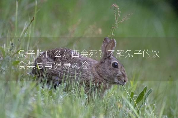 兔子吃什么东西会死？了解兔子的饮食禁忌与健康风险